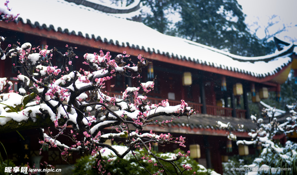 梅花傲雪