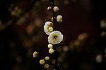 梅花
