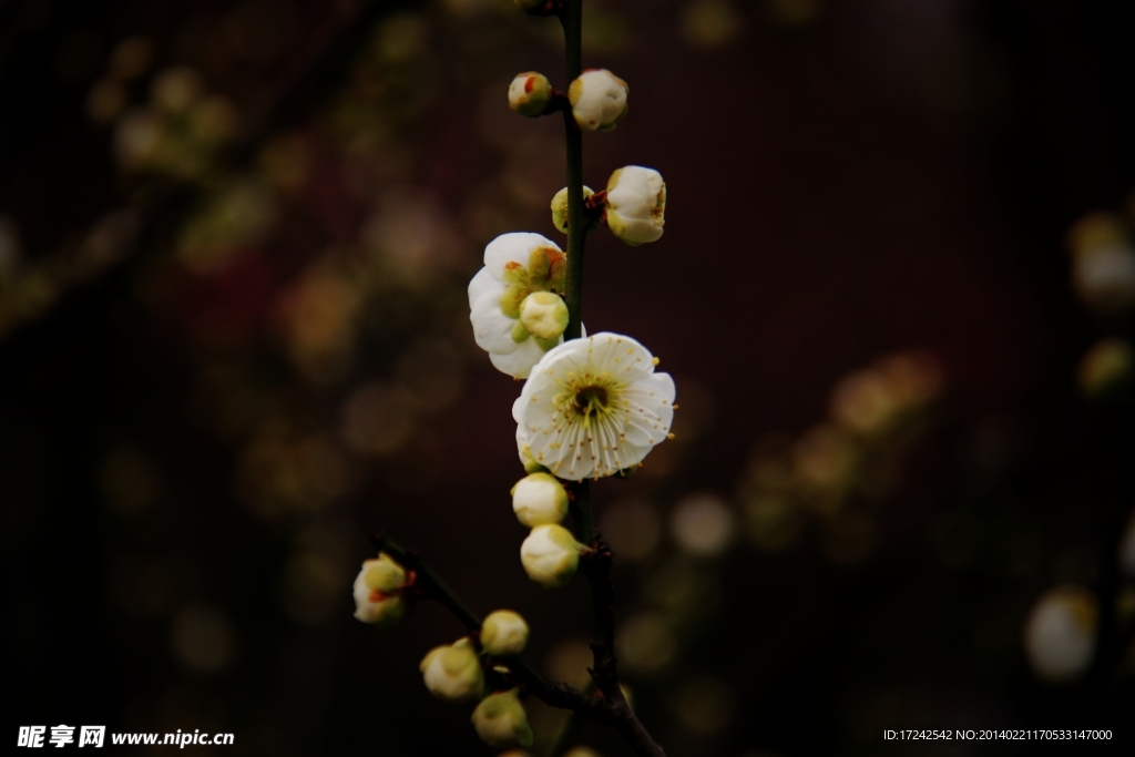 梅花