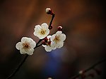 梅花