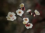 梅花