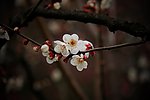 梅花
