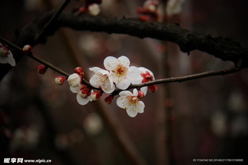 梅花