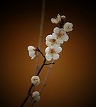 梅花