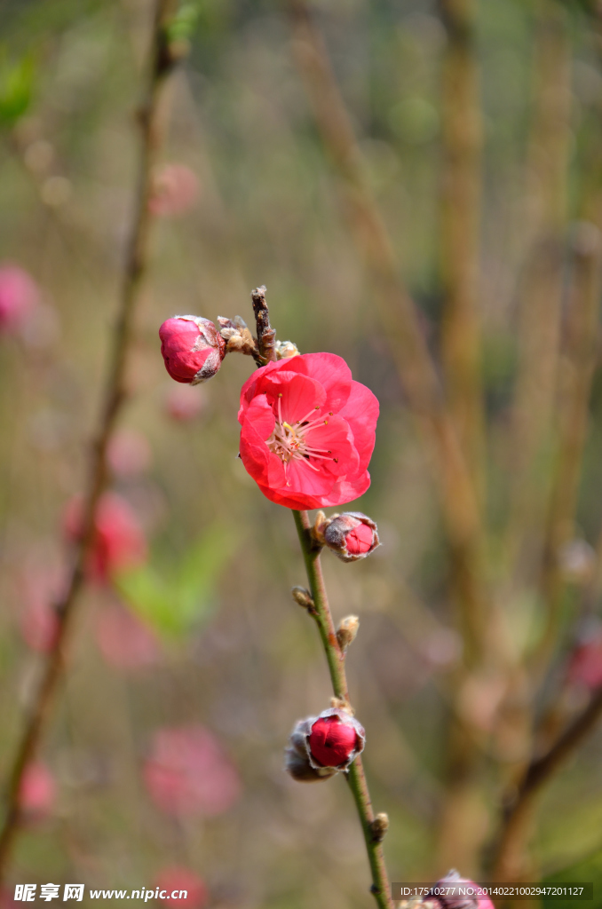 花卉摄影