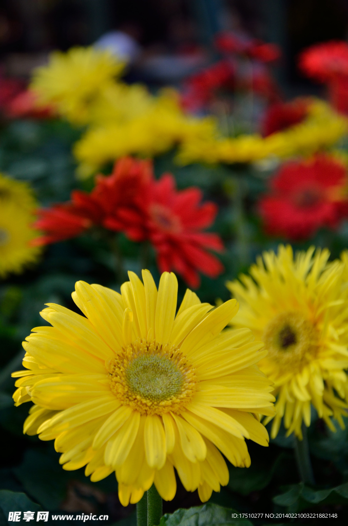 小野菊