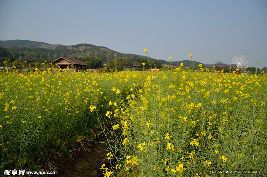 油菜花