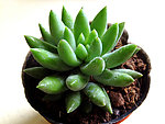 多肉植物 玉珠帘