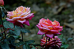 月季花