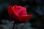 月季花