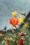 太阳花