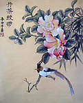 丹茶绶带