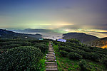茶山