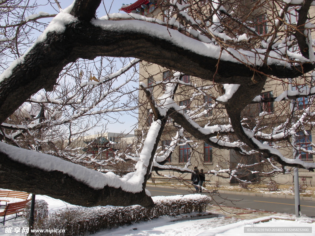 树枝积雪