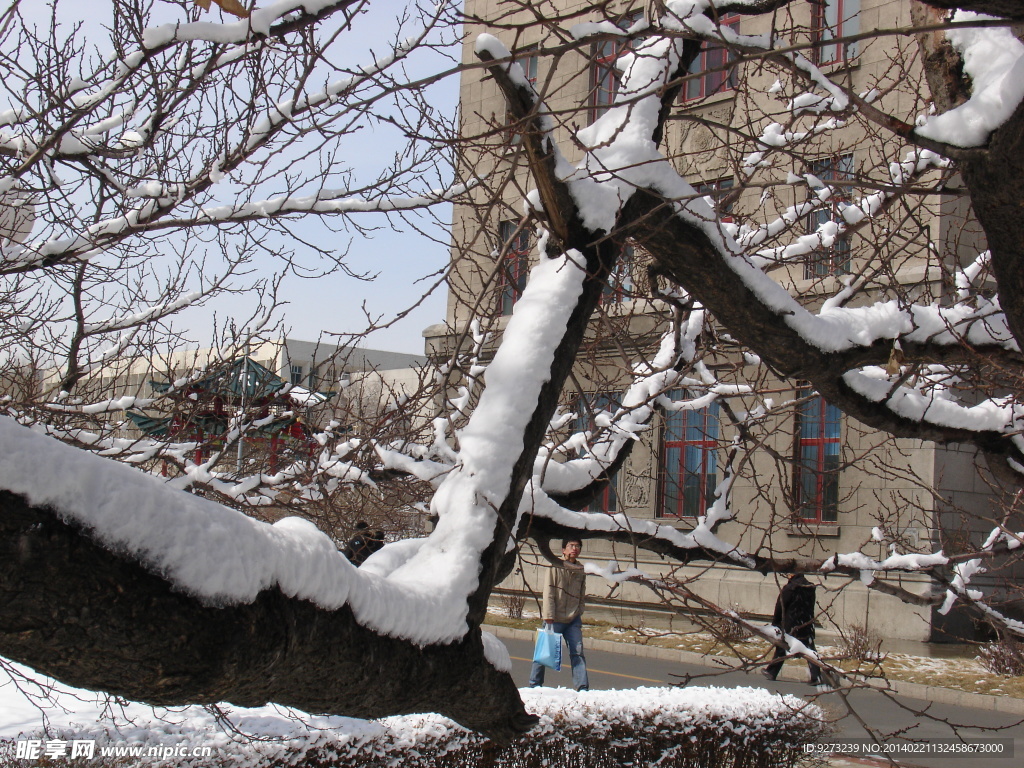 树枝积雪