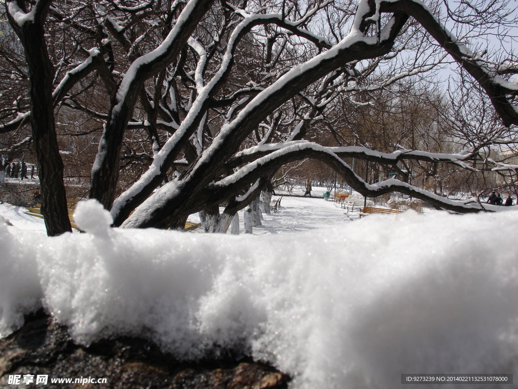 积雪 雪景