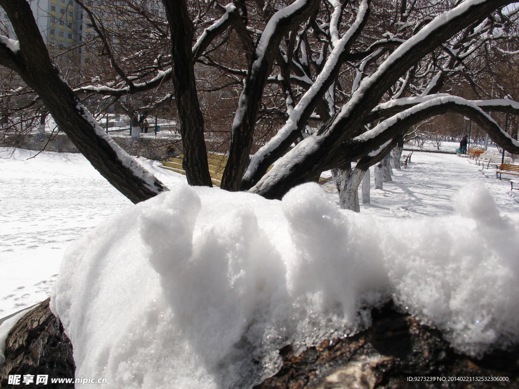 树枝积雪