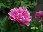 芍药