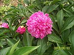 芍药