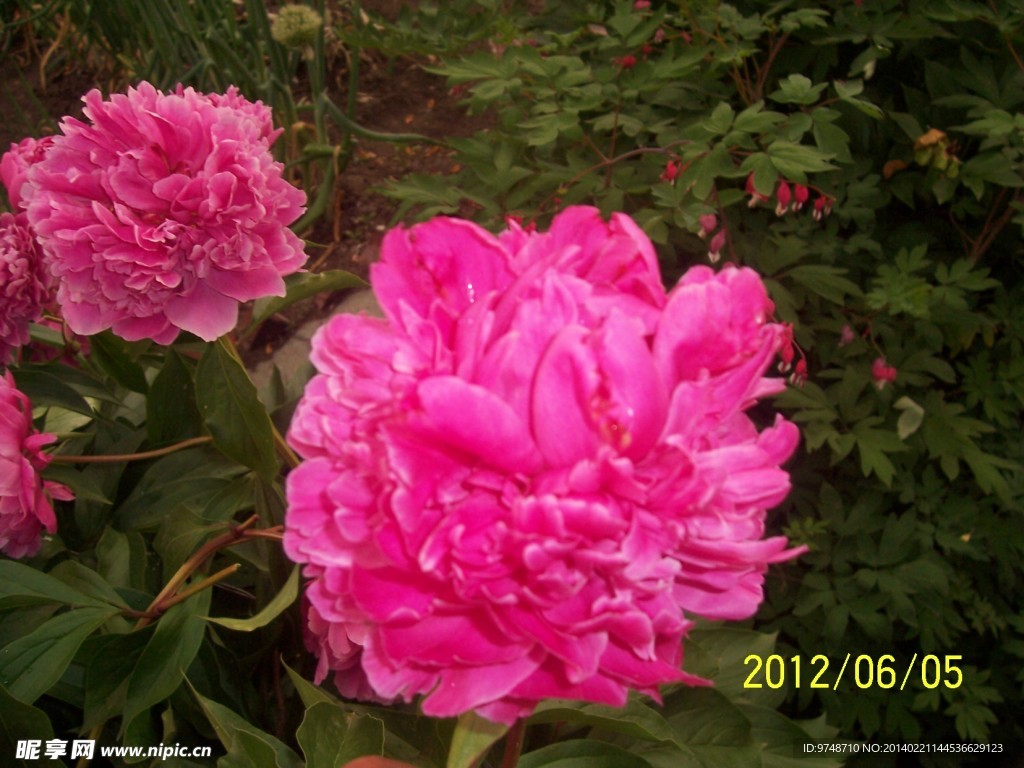 芍药