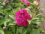 芍药