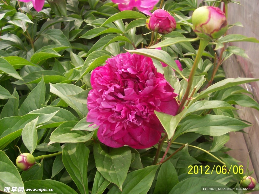 芍药