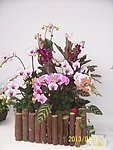 兰花展作品