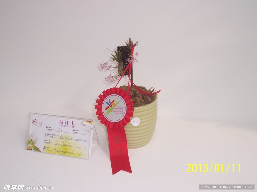 兰花展作品