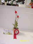 兰花展作品