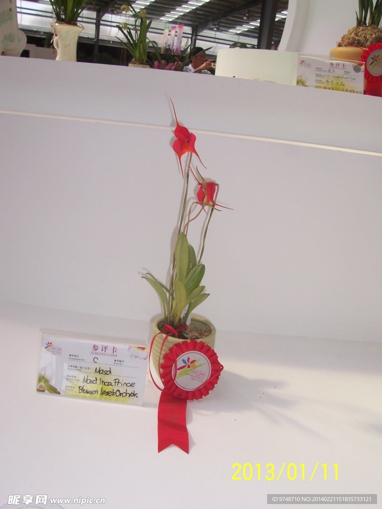 兰花展作品