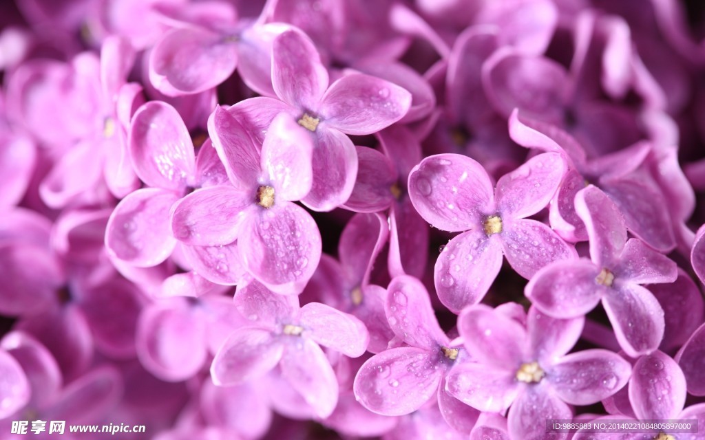 丁香花