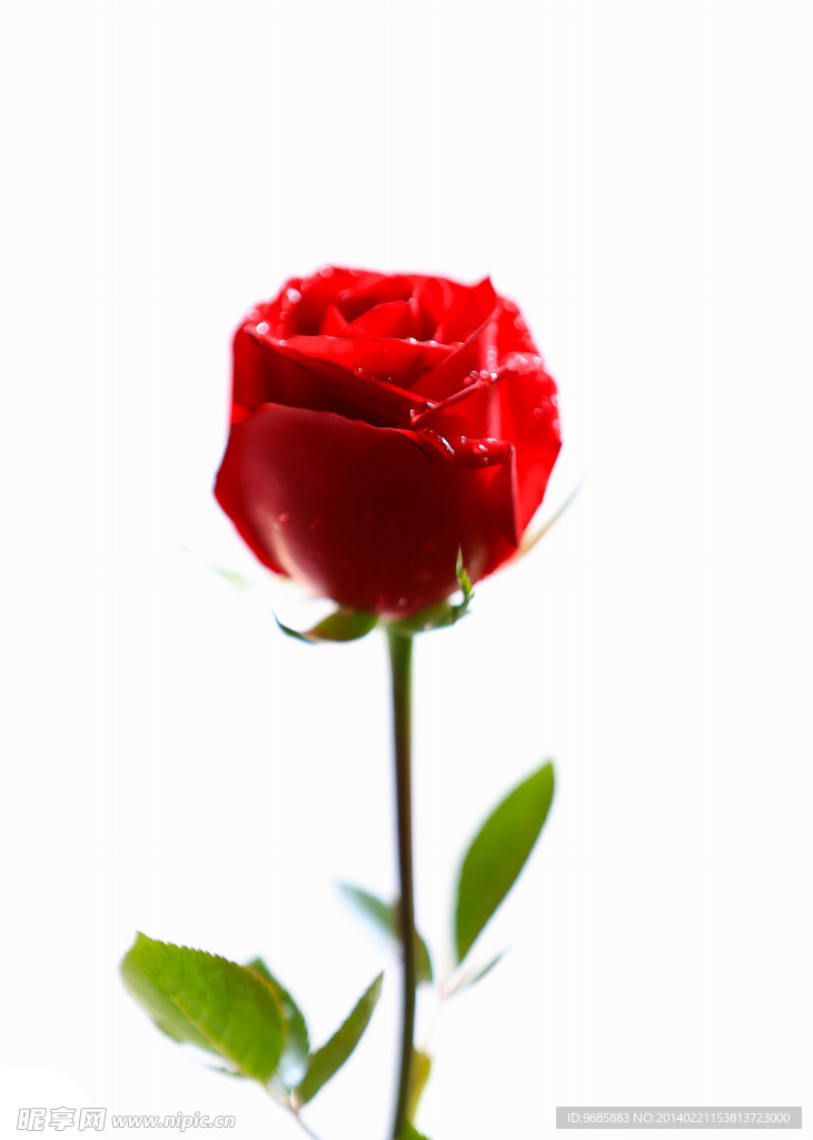 玫瑰花