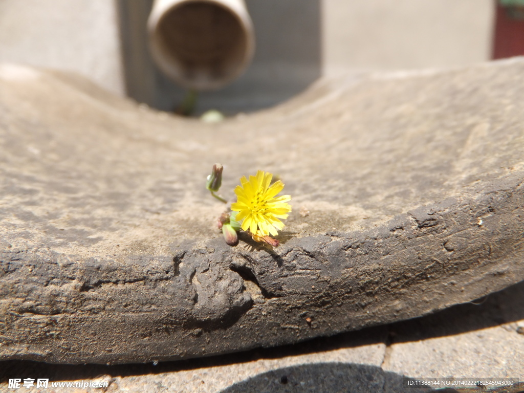 野菊花