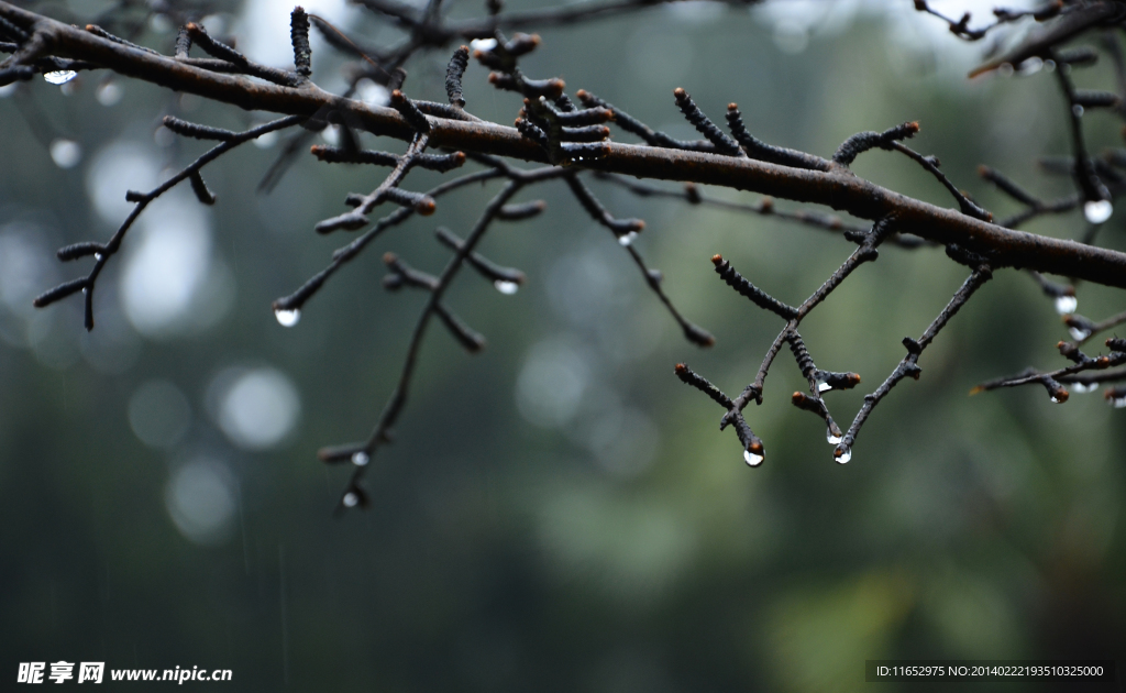 春雨