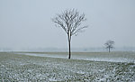 雪原小树
