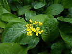 菜花