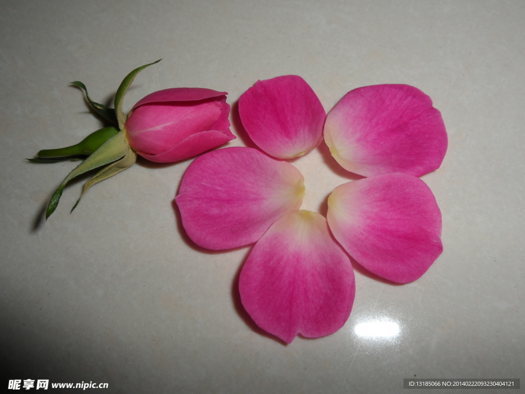 玫瑰花