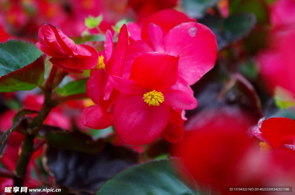 鲜花