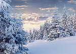 雪松