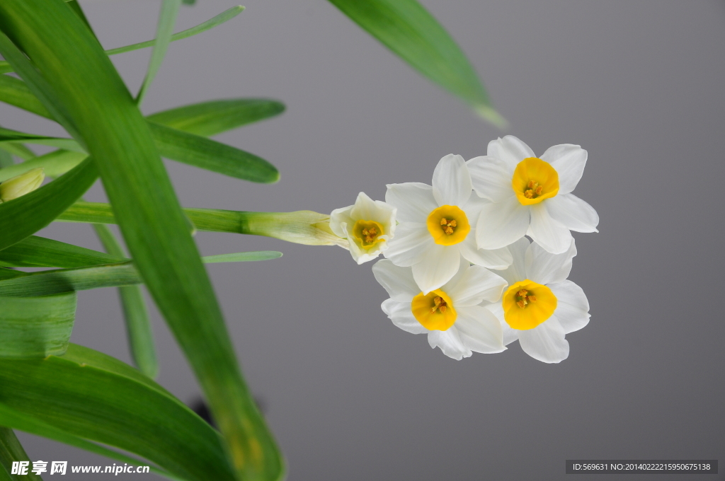 水仙花
