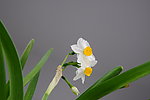 水仙花