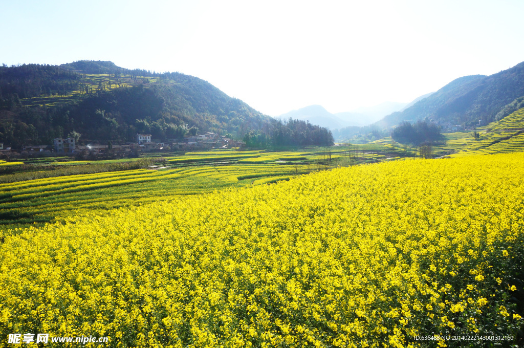 云南 罗平 油菜花