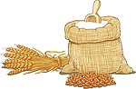 小麦面粉