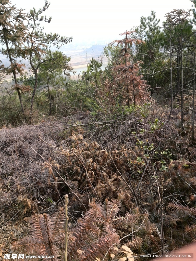 风景