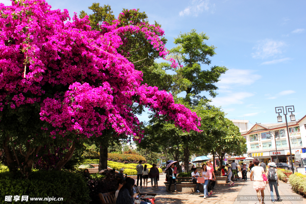 丽江市区迎春花