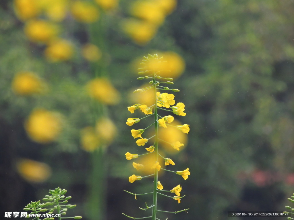 油菜花