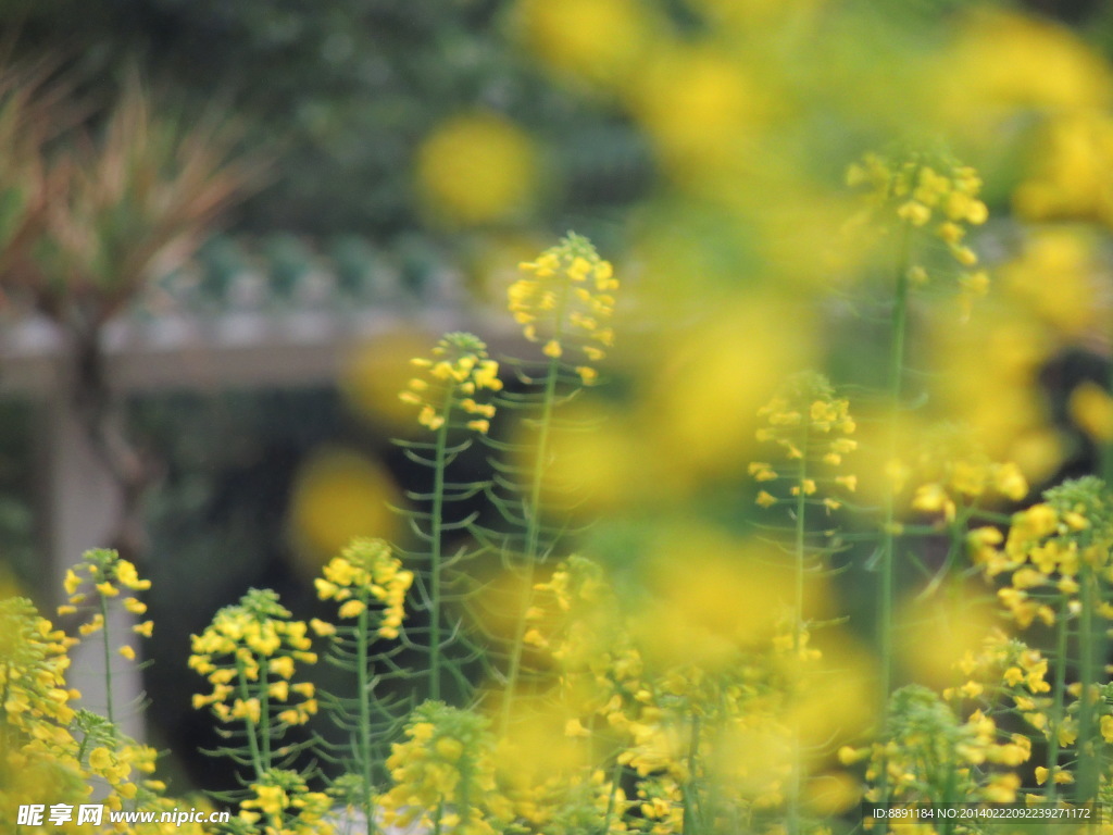 油菜花