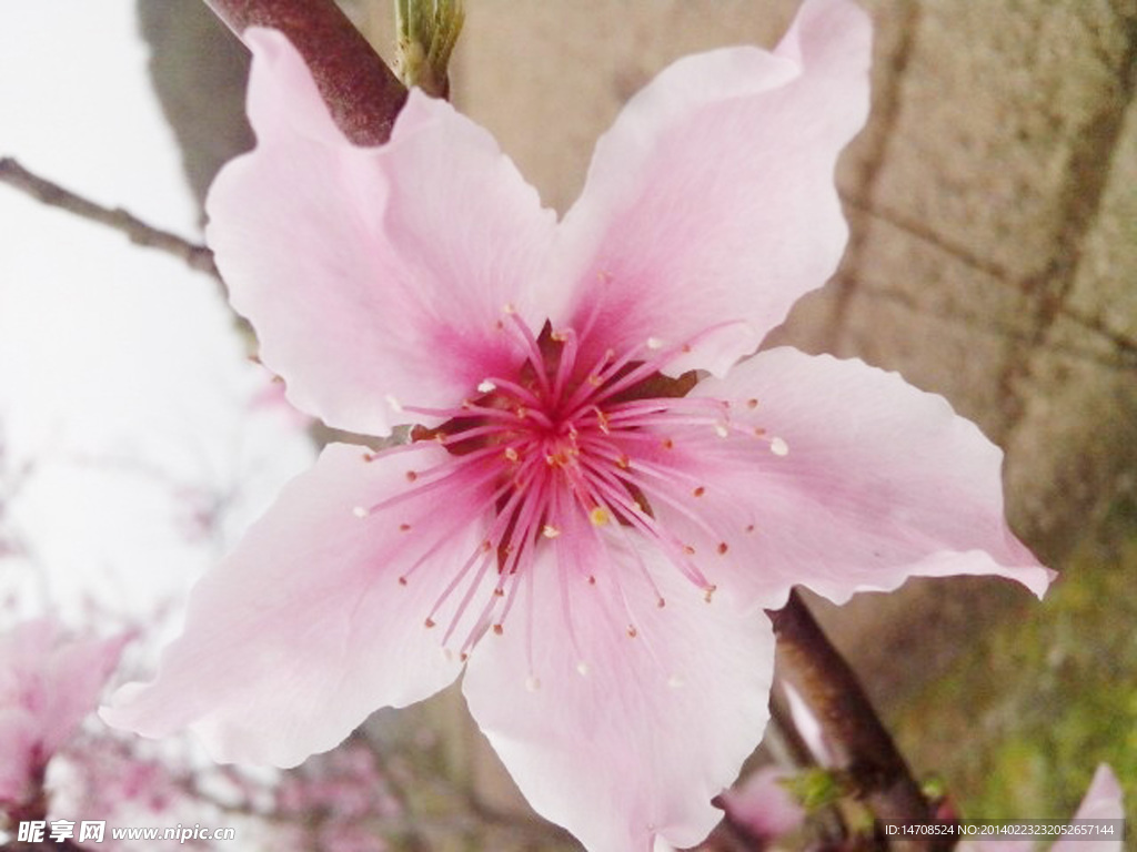 花 桃花 背景
