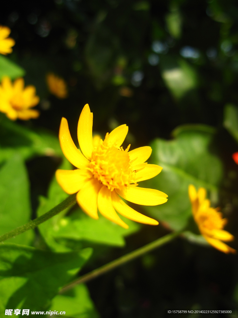 小野菊