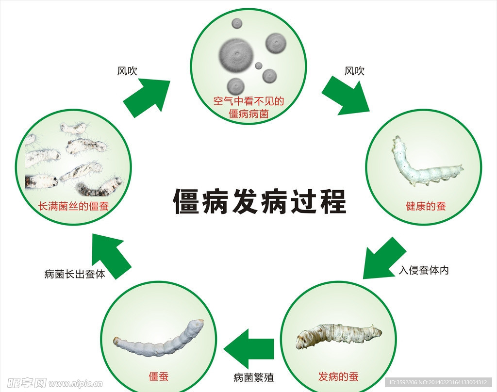 僵病发病过程